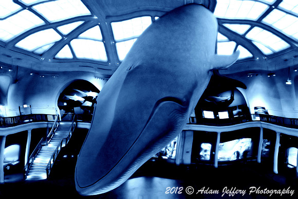 Blue Whale