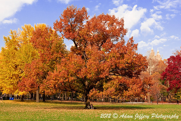 Sheep Meadow