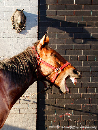 Laughing Horse