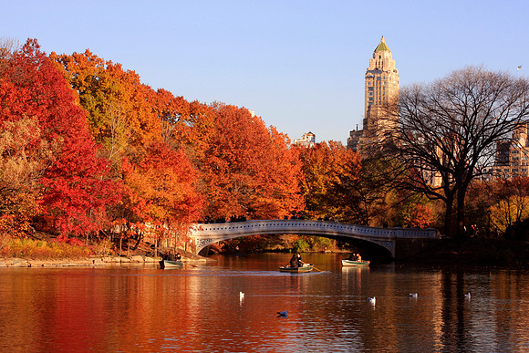 Central Park Foliage