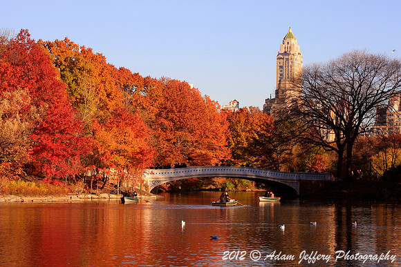 Central Park Foliage